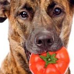 A los perros les gusta el tomate? - Cuanto sabes de los  perros?
