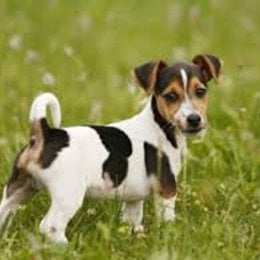 Si un perro mueve la cola para el lado derecho es porque.. - Cuanto sabes de los  perros?