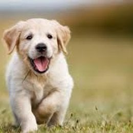 F&iacute;sicamente, un perro de un a&ntilde;o equivale a un humano de 15 a&ntilde;os? - Cuanto sabes de los  perros?