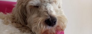 Que Raza De Perro Eres