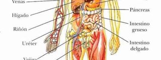 sistema del cuerpo humano