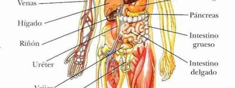 sistema del cuerpo humano