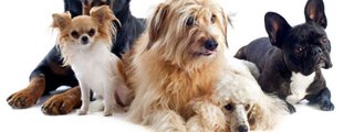 ¿cual raza de perro eres?