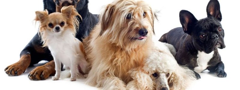 ¿cual raza de perro eres?