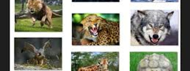 Qu&eacute; animal te identifica m&aacute;s de estos? Hur&oacute;n,Perro,H&aacute;mster,Pez,Gato