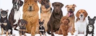 ¿Que tipo de perro seria tu mascota ideal?