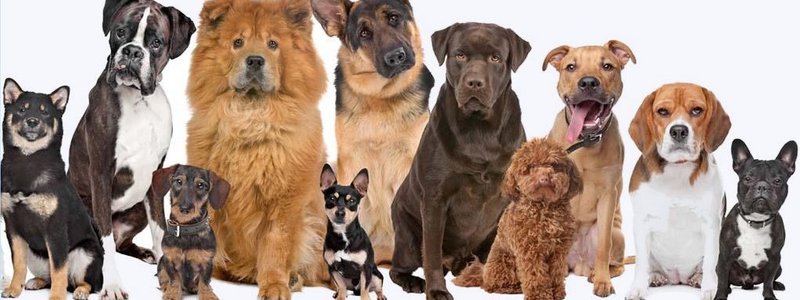 ¿Que tipo de perro seria tu mascota ideal?