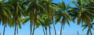 descubre que arbol serias segun tu personalidad 