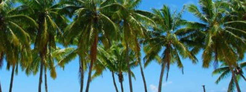 descubre que arbol serias segun tu personalidad 