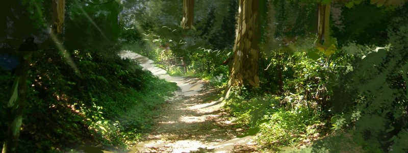 24 Horas En Un Bosque Atrapado 