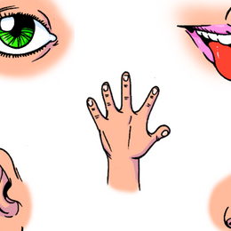 &iquest;Cu&aacute;ntos sentidos tenemos? - Los sentidos