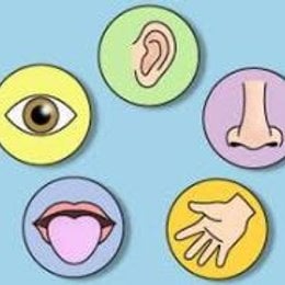 &iquest;Qu&eacute; sentido nos permite diferenciar los olores? - Los sentidos