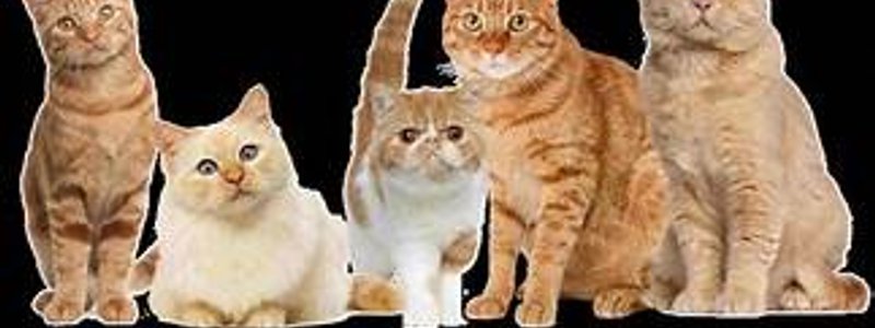 Qué tipo de gato eres? el mejor test de gatos