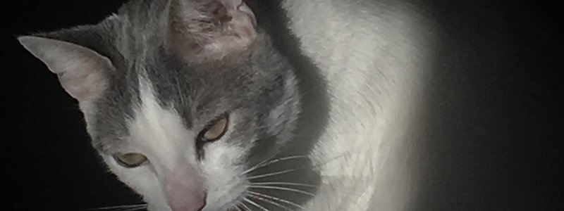 el mejor test de monster high