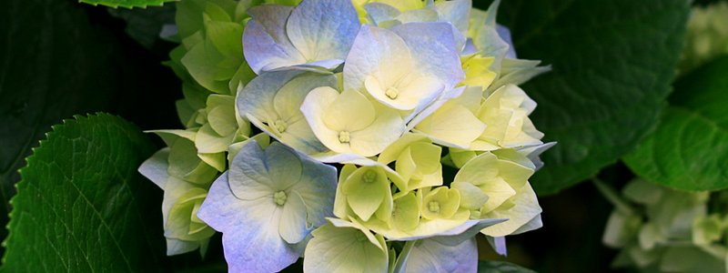 Cuanto sabes de la naturaleza?