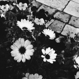 &iquest;donde naci&oacute; felix? - cuanto sabes sobre felix de stray kids 