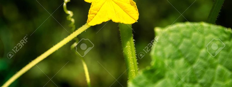 Reproducciòn y  desarollo de plantas y animales 