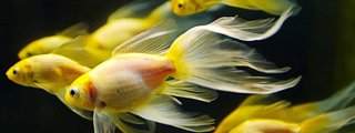 reproducción y desarrollo en las plantas y animales.