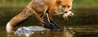 Reproducción ydesarrollo en plantas y animales