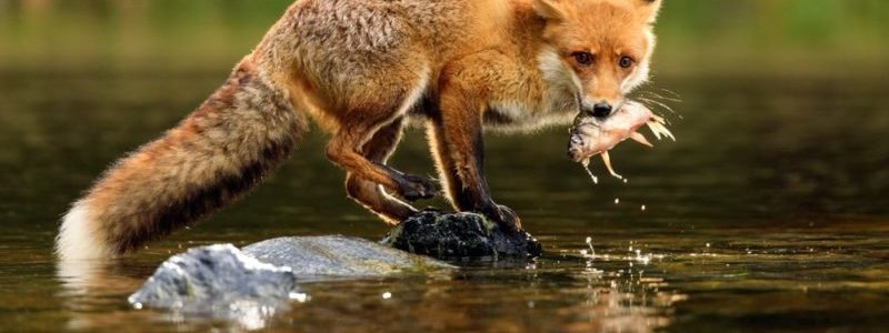 Reproducción ydesarrollo en plantas y animales