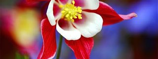 La reproducción y desarrollo en plantas y  animales
