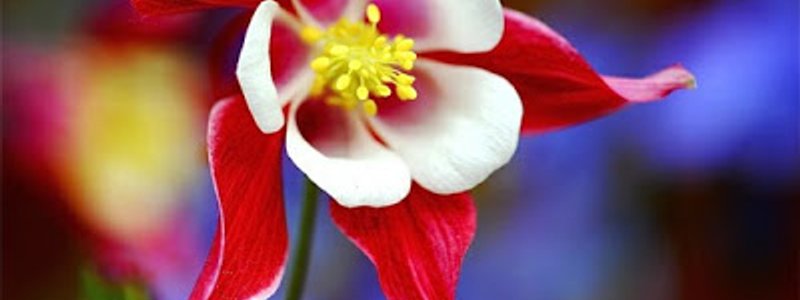 La reproducción y desarrollo en plantas y  animales