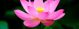 Reproducción y desarrollo en plantas y animales 