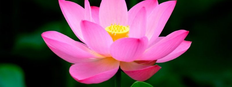 Reproducción y desarrollo en plantas y animales 