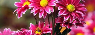 Reproducción y desarrollo en plantas y animales