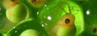 desarrollo y reproduccion en plantas y animales