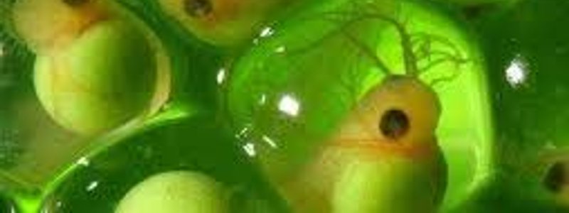 desarrollo y reproduccion en plantas y animales