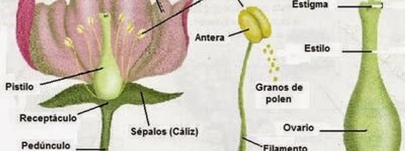Reproducción y desarrollo en plantas y animales.