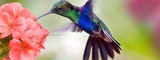 reproduccion y desarrollo en plantas y animales 