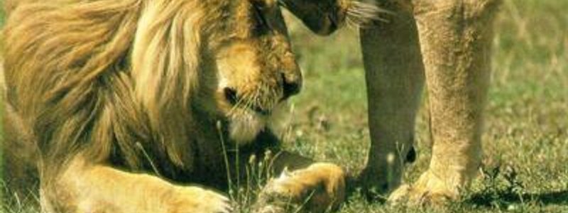 Reproducción en plantas y animales
