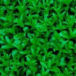 &iquest;que brawler tiene la estelar de que CUANDO ESTA QUIETO SIN ATACAR REGENERA SU VIDA MAS DEPRISA? - &iquest;cuanto sabes de brawl stars?