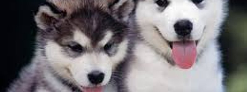 El hermano de sush gamer 12  mascota