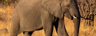 ¿Cuanto conoces al Elefante Africano?