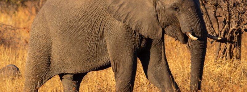 ¿Cuanto conoces al Elefante Africano?
