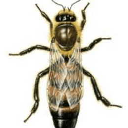 &iquest;Con qu&eacute; se alimenta a una abeja para que se concierta en reina? - &iquest;Cu&aacute;nto sabemos sobre el maravilloso mundo de las abejas?