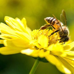 &iquest;Con qu&eacute; sustancia se mezcla el n&eacute;ctar para elaborar la miel? - &iquest;Cu&aacute;nto sabemos sobre el maravilloso mundo de las abejas?