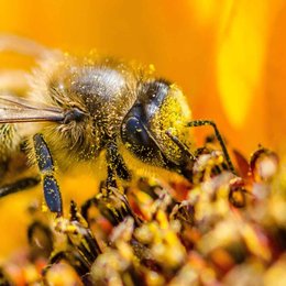 &iquest;Cu&aacute;les son las tareas que debe realizar una abeja obrera? - &iquest;Cu&aacute;nto sabemos sobre el maravilloso mundo de las abejas?