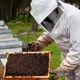 &iquest;Qu&eacute; es la "apicultura"? - &iquest;Cu&aacute;nto sabemos sobre el maravilloso mundo de las abejas?