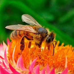 &iquest;Qu&eacute; pasar&iacute;a si no hay polinizaci&oacute;n? - &iquest;Cu&aacute;nto sabemos sobre el maravilloso mundo de las abejas?