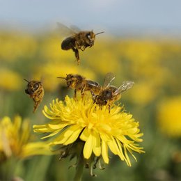 &iquest;A qu&eacute; se le llama "polinizaci&oacute;n"? - &iquest;Cu&aacute;nto sabemos sobre el maravilloso mundo de las abejas?