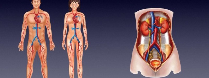 ¿ QUE SABES DEL APARATO CIRCULATORIO Y  EXCRETOR?