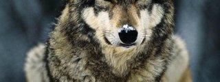 ¿Cual seria tu animal espiritual?