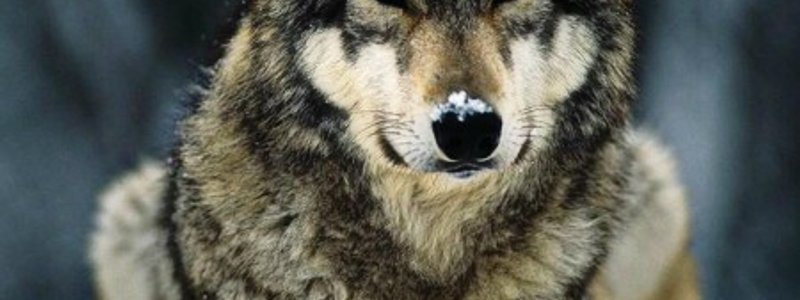 ¿Cual seria tu animal espiritual?