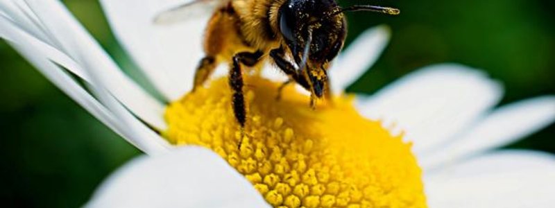 reproduccion y desarrollo en plantas y animales