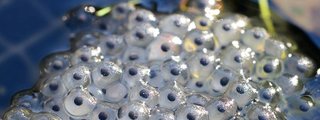 Reproducción y desarrollo en plantas y animales  