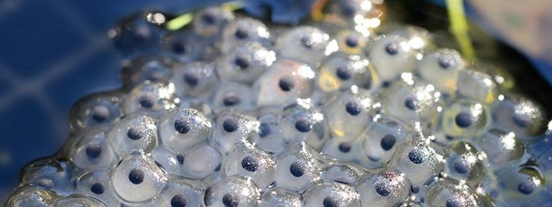 Reproducción y desarrollo en plantas y animales  